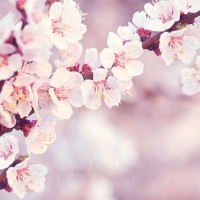 Serviette Atelier "Sweet Cherry Blossom" 33x33 cm 20er Packung